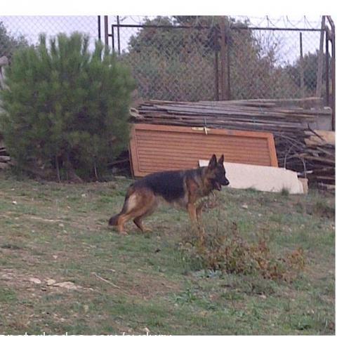 penny Dişi Alman Çoban Köpeği