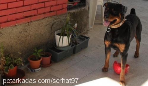 rıza Erkek Rottweiler