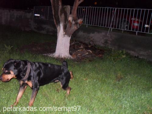 rıza Erkek Rottweiler