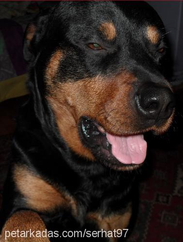 rıza Erkek Rottweiler