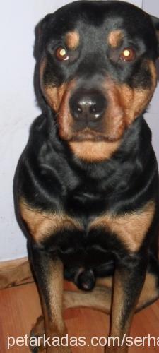 rıza Erkek Rottweiler