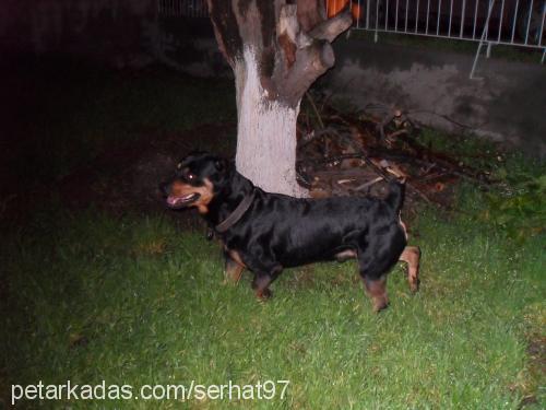 rıza Erkek Rottweiler