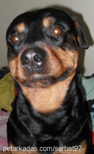 rıza Erkek Rottweiler