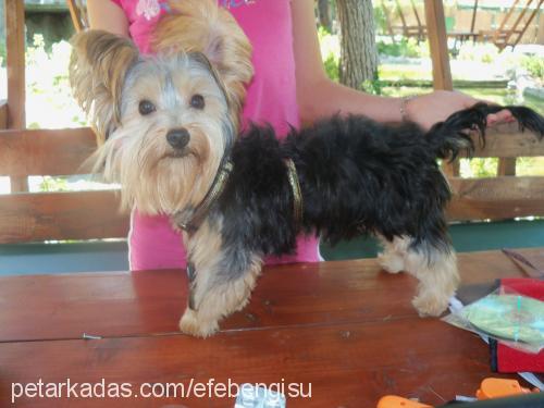 efe Erkek Yorkshire Terrier