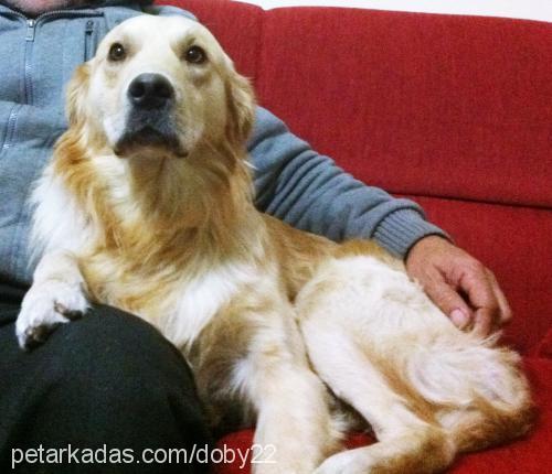 dobby Erkek Golden Retriever