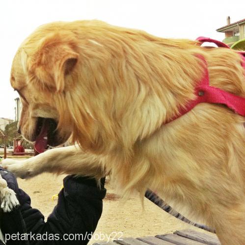 dobby Erkek Golden Retriever