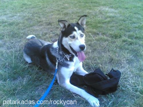 rocky Erkek Sibirya Kurdu (Husky)