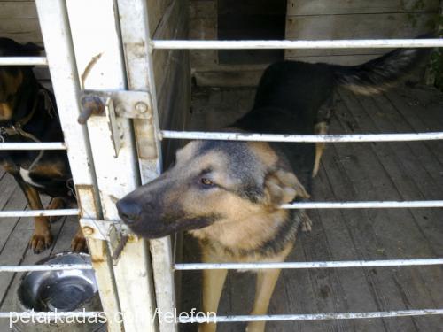 kont Erkek Alman Çoban Köpeği