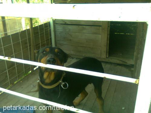 lazy Dişi Doberman Pinscher