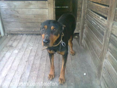 lazy Dişi Doberman Pinscher