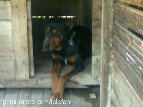 lazy Dişi Doberman Pinscher