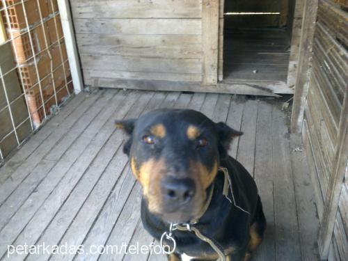 lazy Dişi Doberman Pinscher