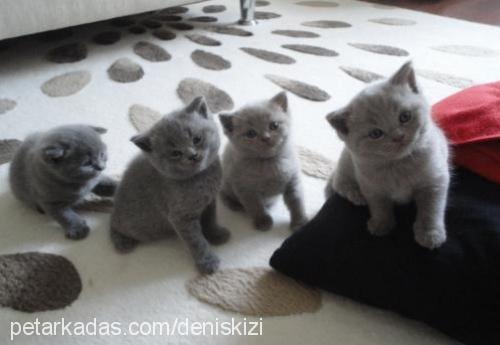 aşkım Dişi British Shorthair