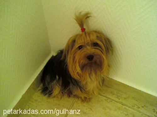 daly Erkek Yorkshire Terrier