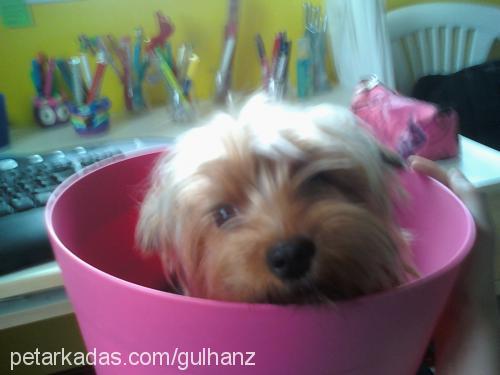 daly Erkek Yorkshire Terrier