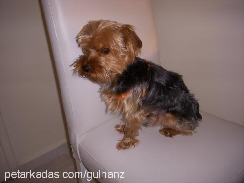 daly Erkek Yorkshire Terrier