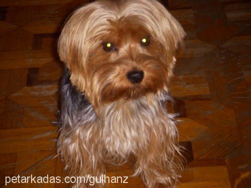 daly Erkek Yorkshire Terrier