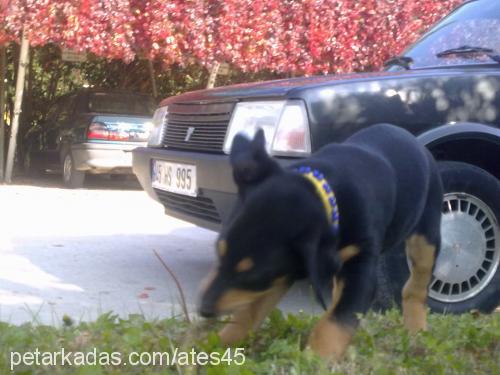 ateş Dişi Doberman Pinscher