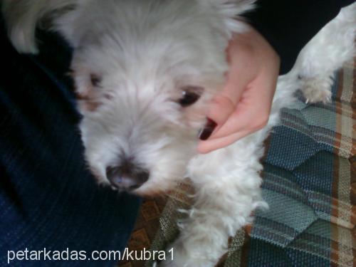 zeytin Dişi West Highland White Terrier