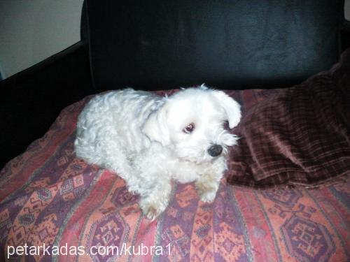 zeytin Dişi West Highland White Terrier