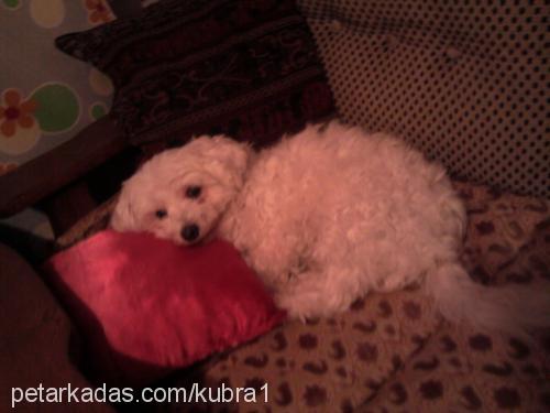 zeytin Dişi West Highland White Terrier