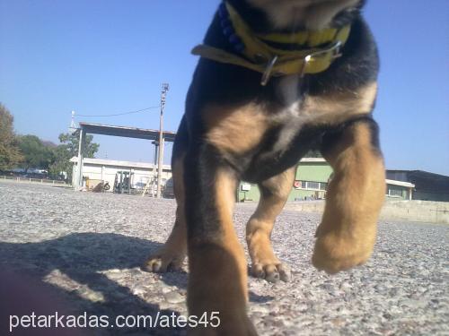 ateş Dişi Doberman Pinscher