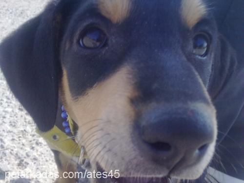 ateş Dişi Doberman Pinscher