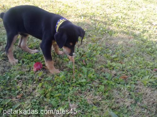 ateş Dişi Doberman Pinscher