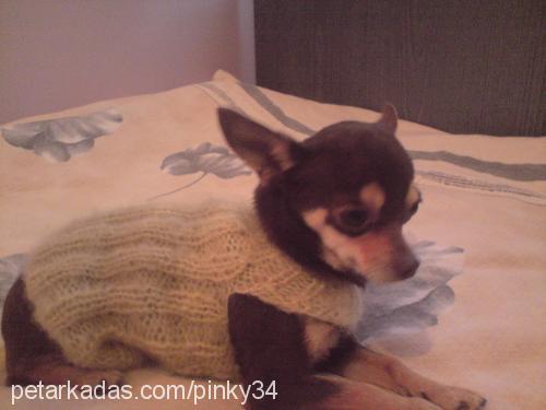 pinky Dişi Chihuahua