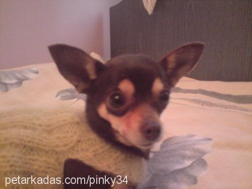 pinky Dişi Chihuahua