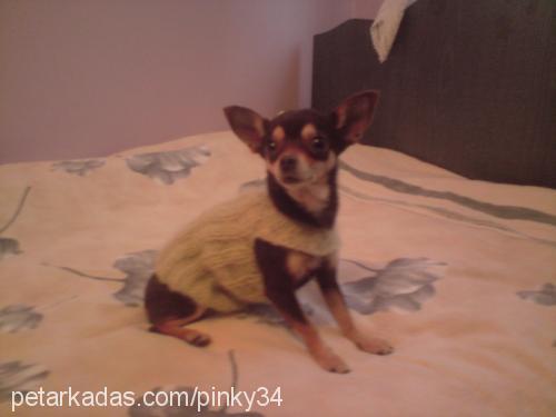 pinky Dişi Chihuahua