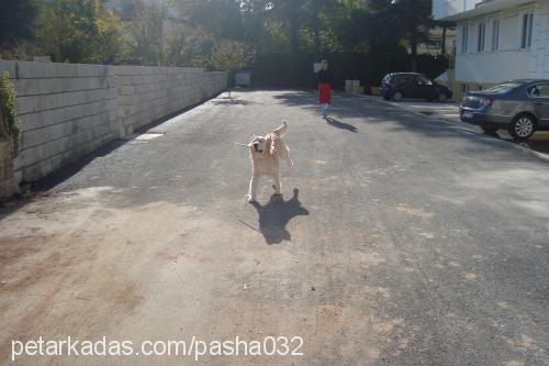 paŞa Erkek Golden Retriever