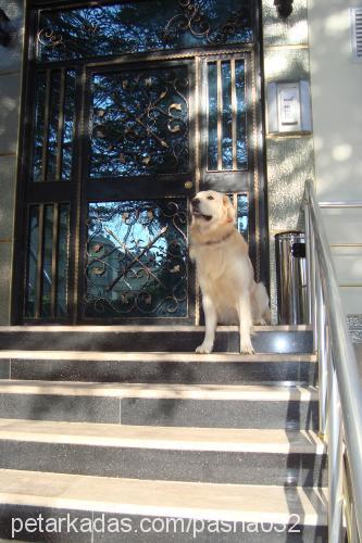 paŞa Erkek Golden Retriever