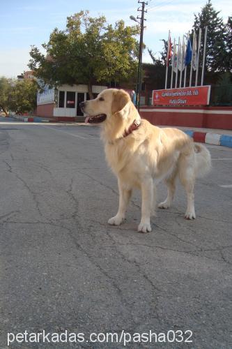 paŞa Erkek Golden Retriever