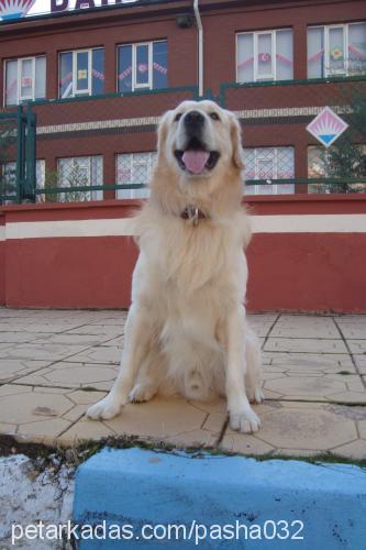 paŞa Erkek Golden Retriever