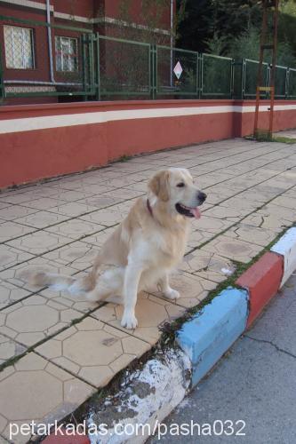 paŞa Erkek Golden Retriever