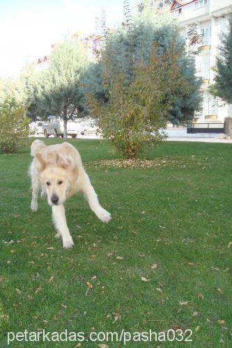 paŞa Erkek Golden Retriever