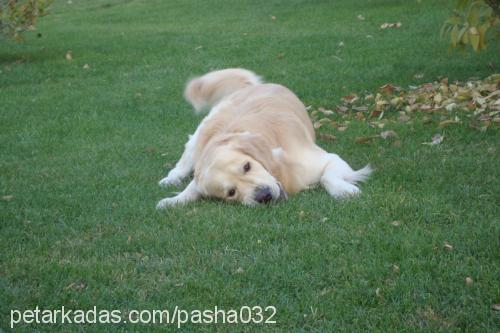 paŞa Erkek Golden Retriever