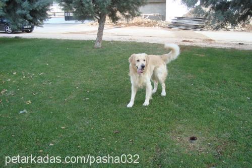 paŞa Erkek Golden Retriever