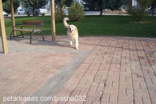 paŞa Erkek Golden Retriever