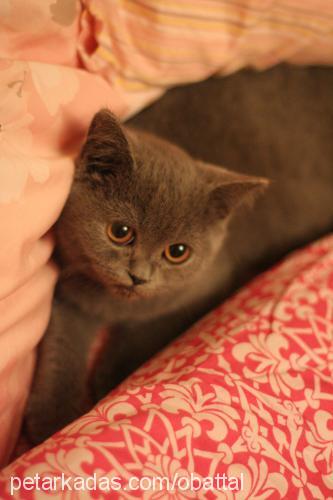 toppaç Erkek British Shorthair