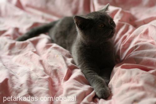 toppaç Erkek British Shorthair