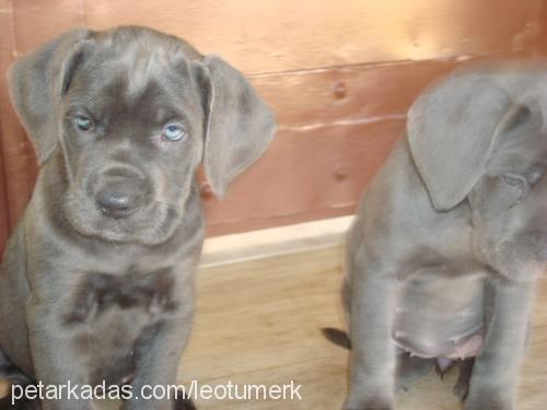 leo Erkek Cane Corso Italiano