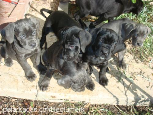 leo Erkek Cane Corso Italiano