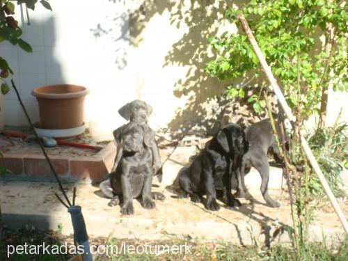 leo Erkek Cane Corso Italiano