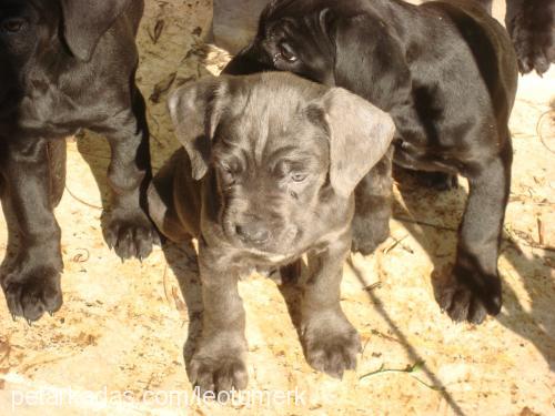 leo Erkek Cane Corso Italiano