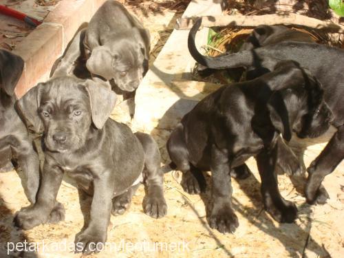 leo Erkek Cane Corso Italiano