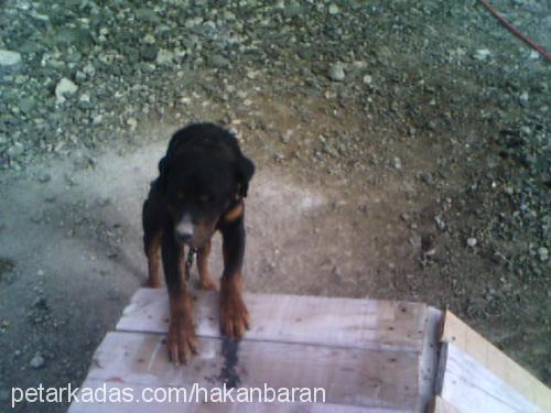 paşa Erkek Rottweiler