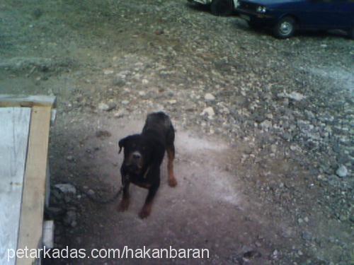 paşa Erkek Rottweiler