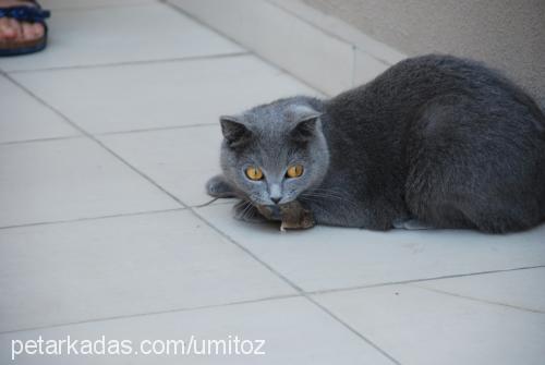 kita Dişi Scottish Fold